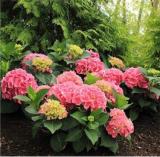 100PCS Hydrangea macrophylla Hybrid Flower Seeds Rose Pink Flowers