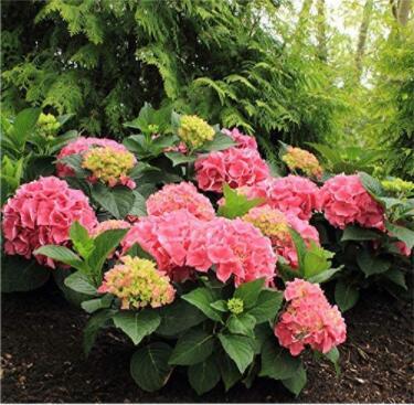 100PCS Hydrangea macrophylla Hybrid Flower Seeds Rose Pink Flowers