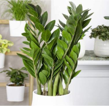 100PCS Houseplant Zamioculcas zamiifolia Fern Arum Seeds