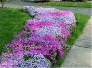 100PCS MIXED Creeping Thyme Seeds Rare Color Rock Cress Seeds