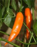 100PCS Aji Amarillo Chile Seeds