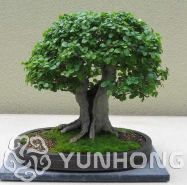 30PCS Chinese Elm Bonsai Tree Plant Seeds