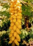 20PCS Dwarf_Sweet Papaya Seeds