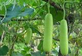 100PCS Bottle Gourd Seeds NAM Tao Yao (Asian Vegetable)