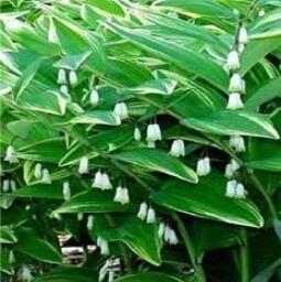 100 Solomons Seal Polygonatum Canaliculatum Flower Seeds