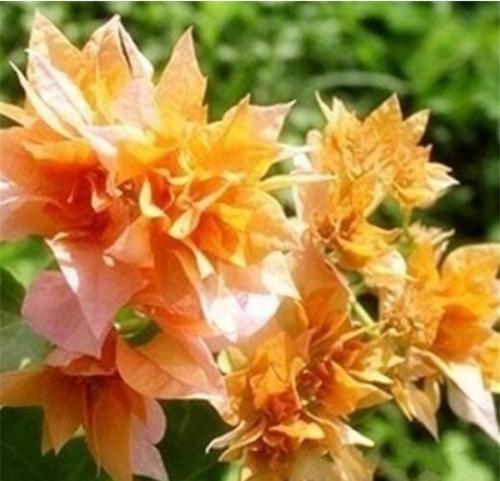 100PCS Bougainvillea Seeds Orangish Golden Color