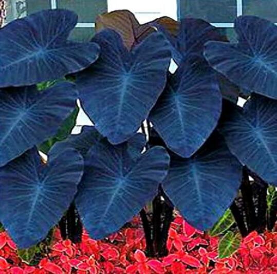 20PCS Alocasia Macrorrhiza Green Giant Taro Bonsai Seeds Dark Green Color