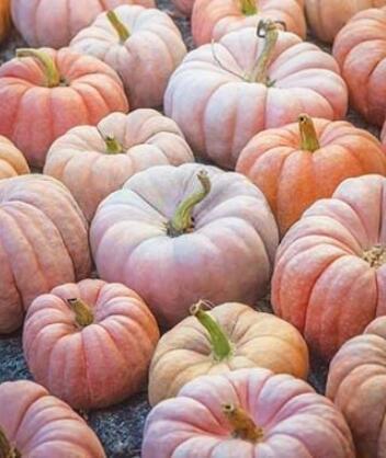 100PCS DeeplyRibbed Pumpkin Seeds