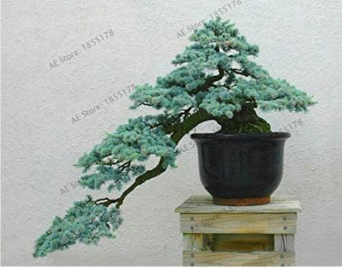 10PCS Cedrus deodara Seeds