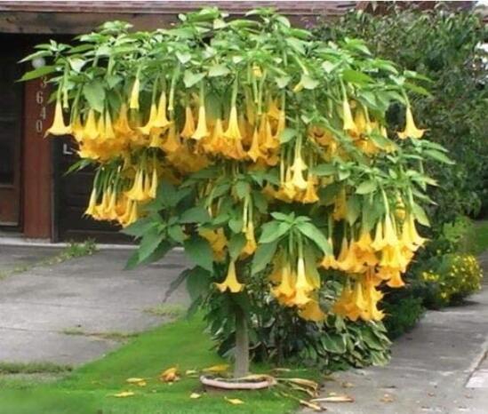 50PCS Angel Trumpet Seeds Yellow Flowers