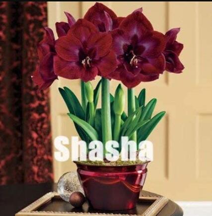 100PCS Dark Red Amaryllis Seeds