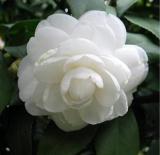 10PCS White Camellia Flowers Seeds Double Flowers