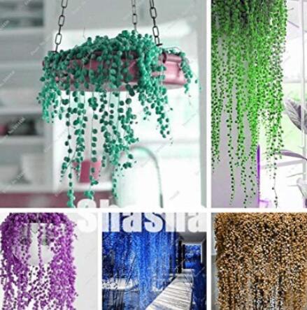 200PCS Pearl Chlorophytum Bonsai Mixed Colors Seeds