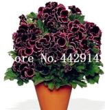 100PCS Geranium Flower Seeds Black Double Flowers with Dark Red Edge