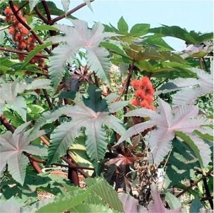100PCS Castor Bean Seeds Red Green Pink MOLE Repellent