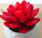 200PCS Lithops Seeds Red Colors