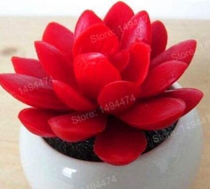 200PCS Lithops Seeds Red Colors