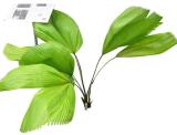 100PCS Ruffled Fan Palm Seeds