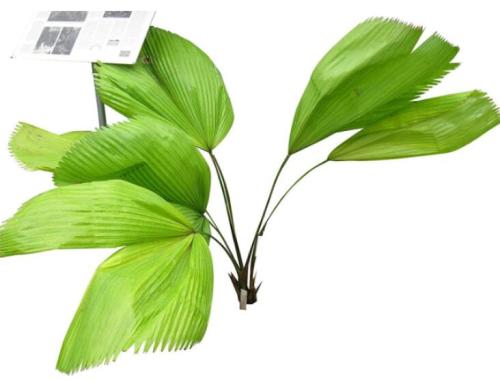 100PCS Ruffled Fan Palm Seeds