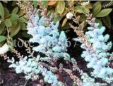 100PCS Astilbe Chinensis Seeds Apple Blue Color
