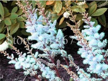 100PCS Astilbe Chinensis Seeds Apple Blue Color