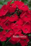 100PCS Phlox Drummondii Seeds Dark Red Flowers