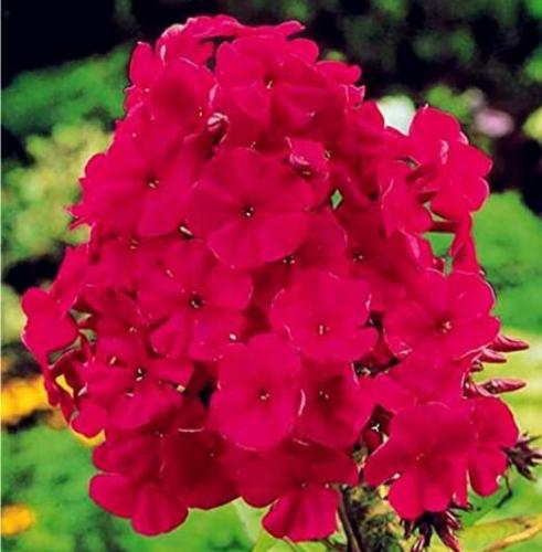 100PCS Phlox paniculata Seeds - Rose Red Colors