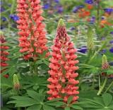 100PCS Russell Luplne Lupinus Seeds Orange Color