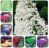 100PCS Creeping Thyme Seeds Mixed 8 Colors