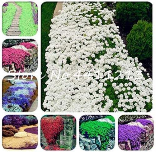 100PCS Creeping Thyme Seeds Mixed 8 Colors