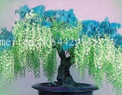 10PCS Wisteria Flower Seeds Light Green Color