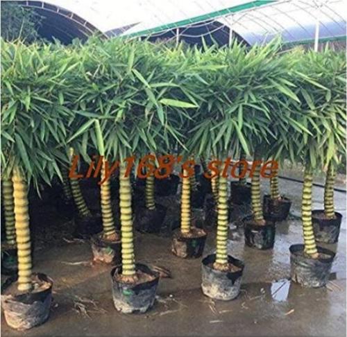 50PCS Garden Bambusa Ventricosa Bamboo Seeds