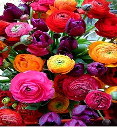 100PCS Anunculus asiaticus Flower Seeds Mixed Colorful Flowers