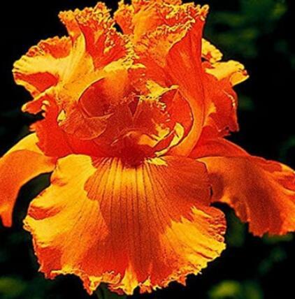100PCS Iris Tectorum Seeds Golden Yellow Flowers