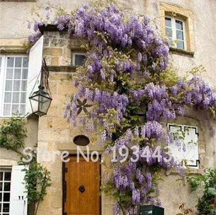 5PCS Climbing Wisteria Flower Seeds - Purple Flowers