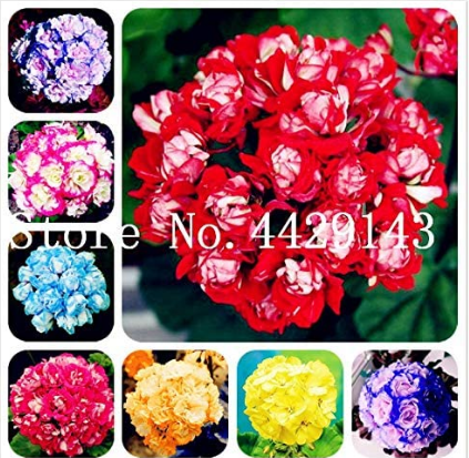 100PCS Geranium Seeds Mixed 8 Colors