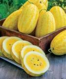 100PCS Watermelon Seeds Yellow Skin Yellow Inside