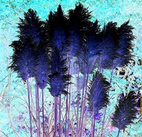 400PCS Bulish Black Pampas Grass Seeds Garden Ornamental Plants