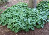 100PCS Wild Ginger Seeds