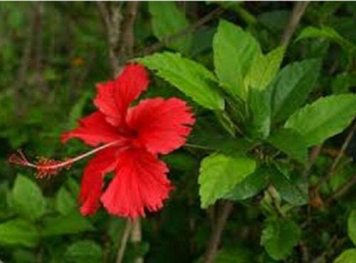 100PCS Red Hibiscus rosa sinensis Seeds