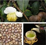 100PCS Japanese Green Tea Seeds
