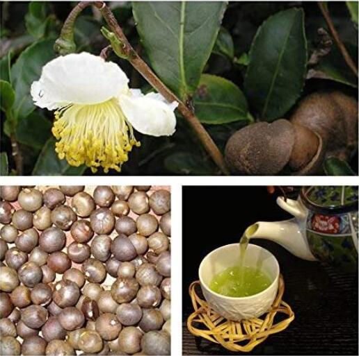 100PCS Japanese Green Tea Seeds