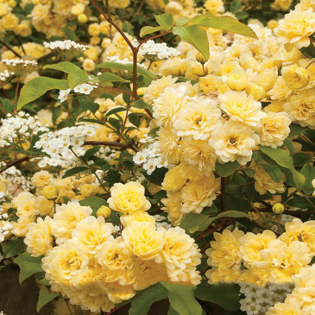 100PCS Heirloom 'Lady Banks' Yellow Climbing Rose Flower Seeds