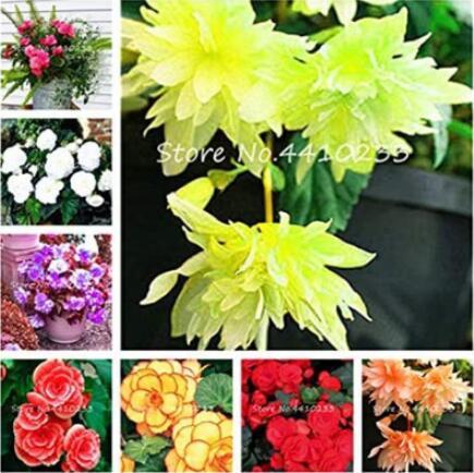 100PCS Begonia Bonsai Seeds Mixed Red White Orange Purple Orange Yellow ect 8 Colors