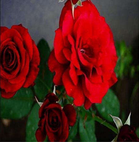50PCS Rieger Begonias Begonia Seeds - Dark Red Color