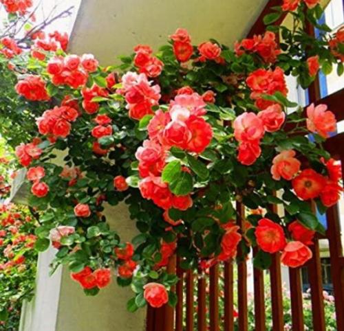 100PCS Garden Rose Seeds Big Double Flowers Climbing Plants
