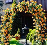 100PCS Garden Rose Seeds Big Double Flowers Climbing Plants
