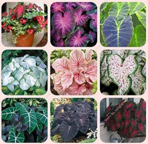 50PCS Japanese Caladium Seeds Mixed 9 Varieties of Plants Seeds