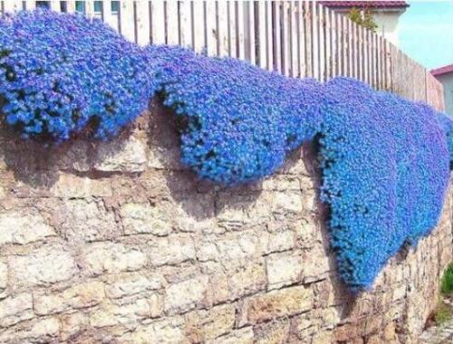 100PCS Creeping Thyme Seeds Rock Cress Perennial Ground Cover Flower - Blue Color