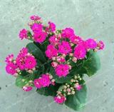 100PCS Kalanchoe Longevity Flower Seeds - Rose Red Flowers